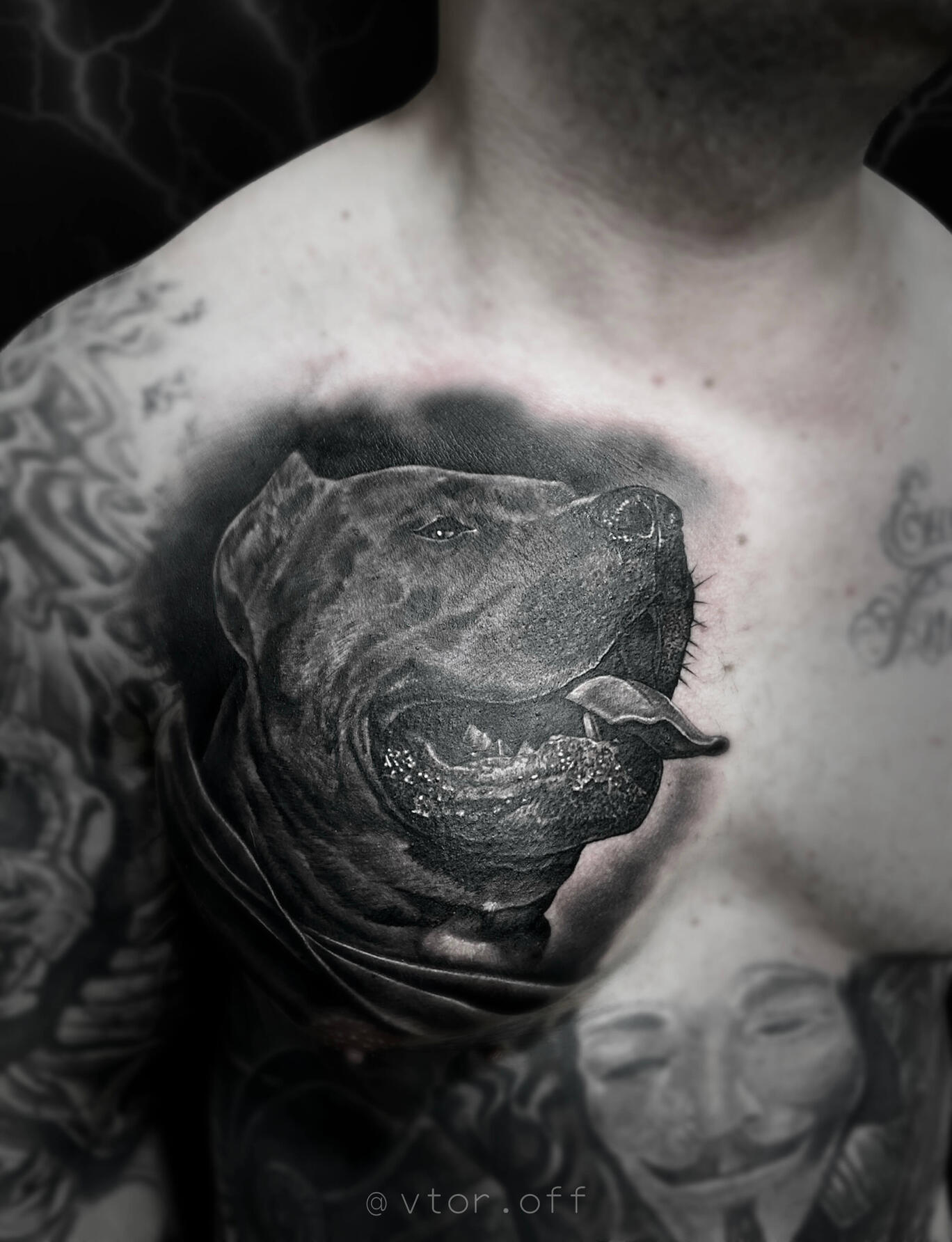 Untitled Igor Vtoroff | Realistic American Pitbull dog chest tattoo. Black and grey animal realism, Torrevieja, Alicante, Spain.