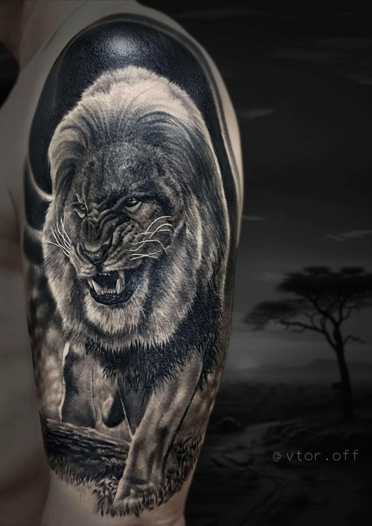Untitled Lion tattoo. Detailed roaring lion hunting in savanna shoulder tattoo done by Igor Vtoroff. Realistic black and grey wild animal sleeve artwork, Torrevieja, Alicante, Spain.