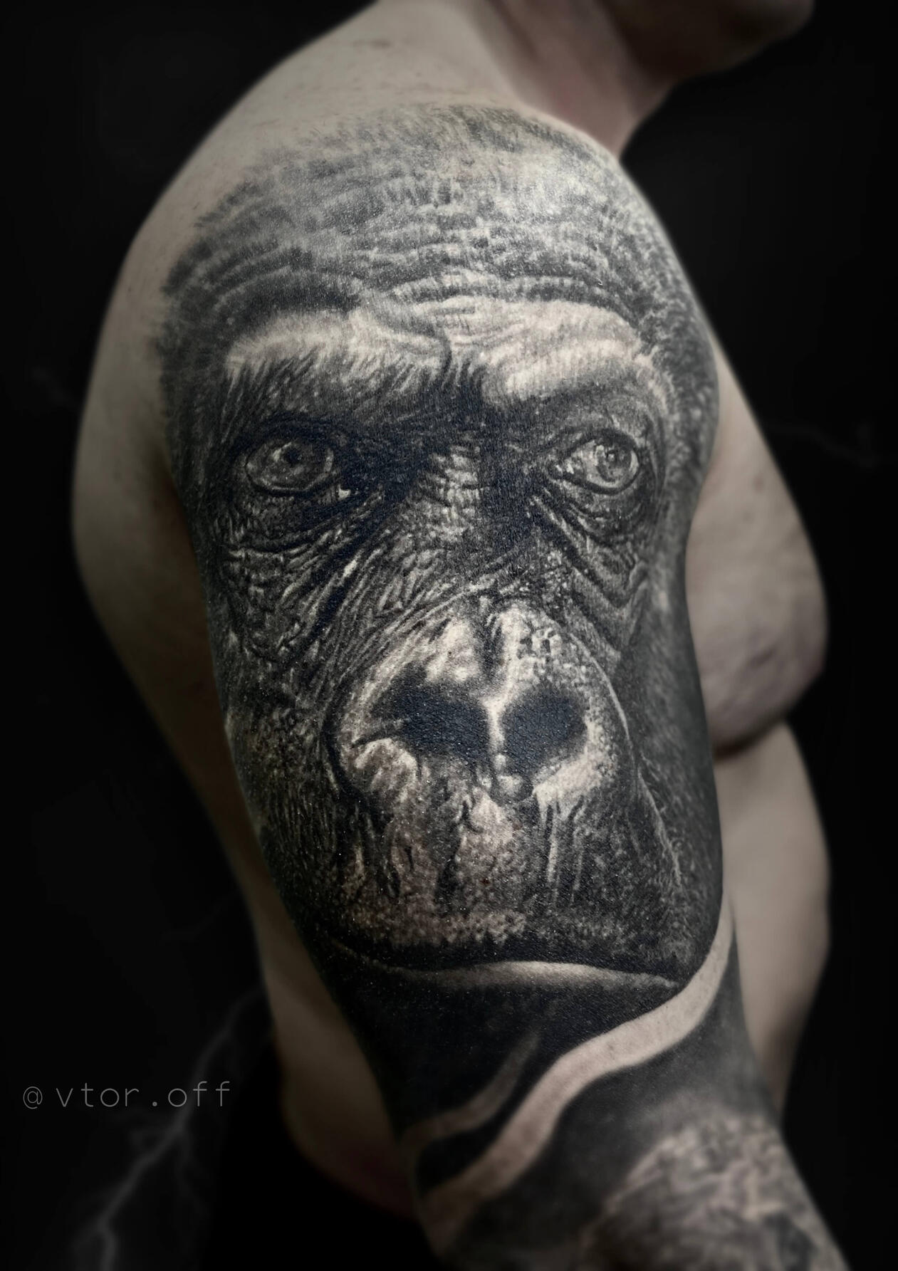 Untitled Realistic gorilla portrait shoulder tattoo by Igor Vtoroff. Premium black and grey wildlife animal realism in Torrevieja, Alicante, Spain.